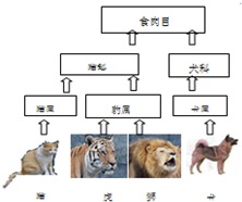 动物的分类