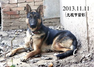 狼狗杂交
