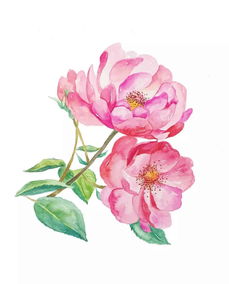 花中皇后
