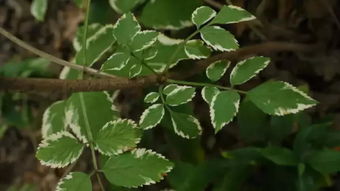 大金叶植物好养吗?