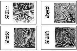 手指纹斗和簸箕图解
