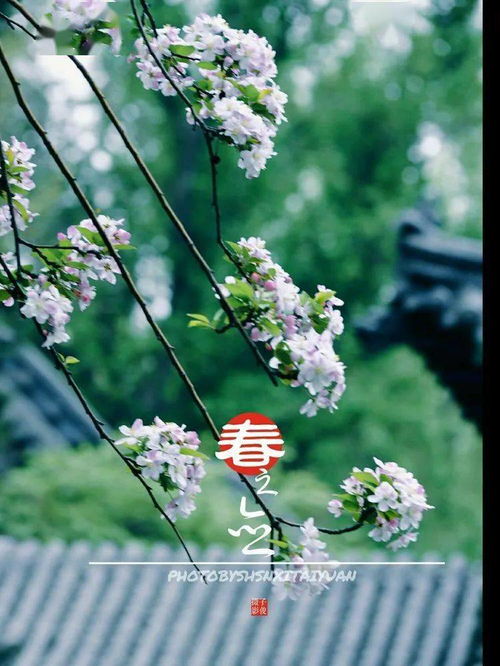 草树知春不久归
