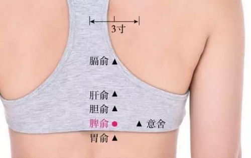 脾俞穴
