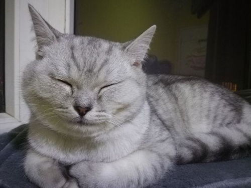 小猫的眼睛有黄色分泌物怎么办?