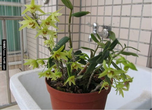 铁皮石斛盆栽种植方法
