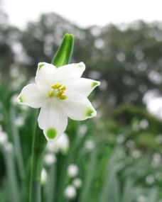 夏雪片莲怎么种植