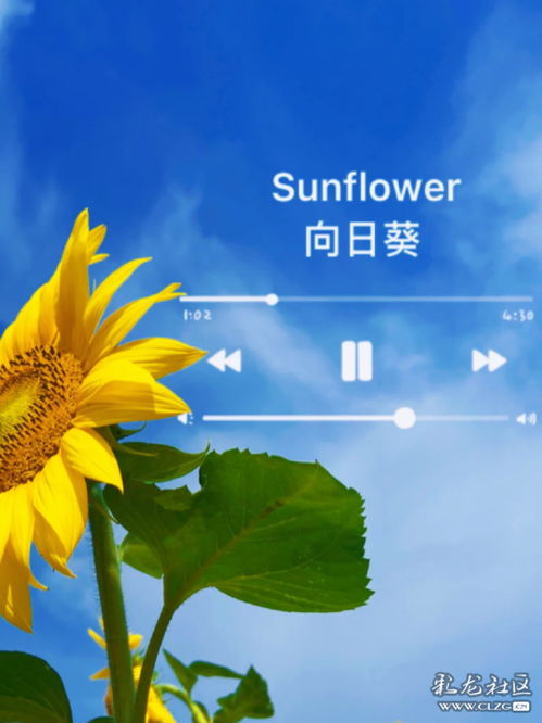 心向阳光正能量的励志句子