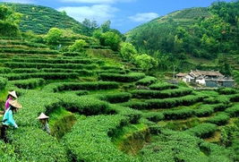 福建安溪的名茶
