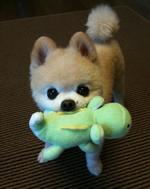 萌犬俊介是什么品种