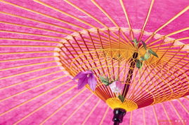 花雨伞的品牌定位