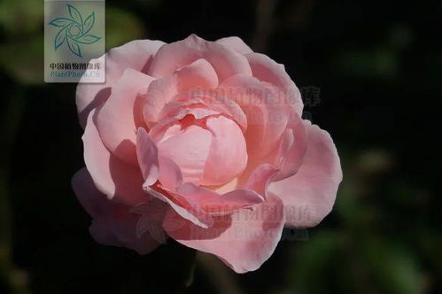 什么花是花中皇后?