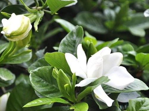 栀子花的习性