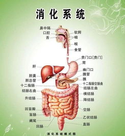 身体器官图

