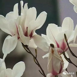 玉兰花能吃吗?怎么吃