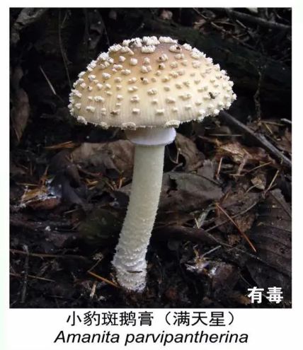 野生菌品种大全
