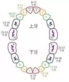 换牙顺序图
