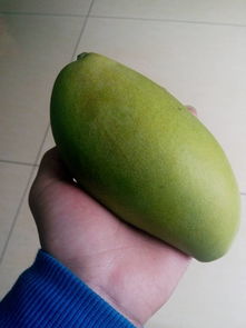 青芒果怎么算熟才能吃
