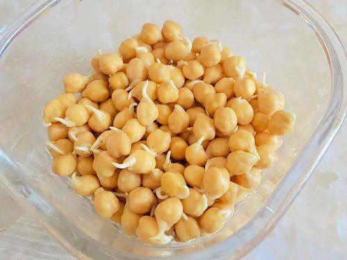 鹰嘴豆一天吃多少粒?