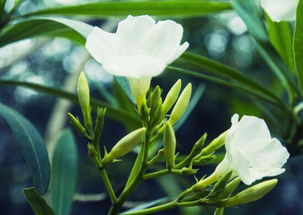 栀子花多久浇一次水