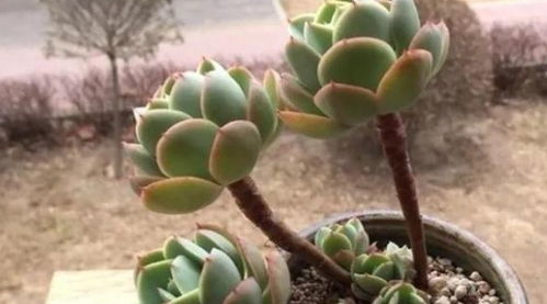 多肉植物老桩是什么?