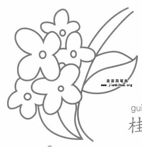 桂花的简笔画
