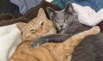 猫的英语怎么说

