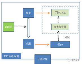发酵原理
