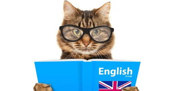 猫的英语是什么?