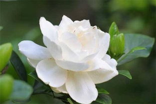 栀子花多久浇一次水

