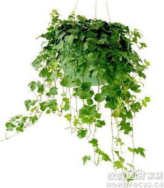 常春藤植物
