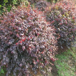 红花继木是什么树