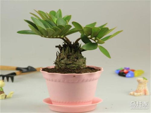 木本植物有哪些
