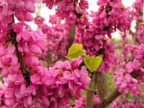 3月的花有哪些