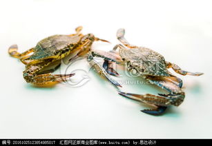 海螃蟹
