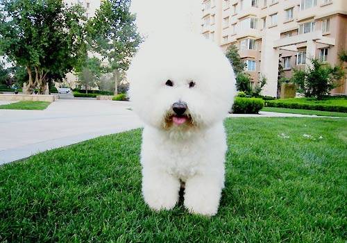 比熊犬本身属于一种家庭伴侣犬,比熊犬一般有多大呢?