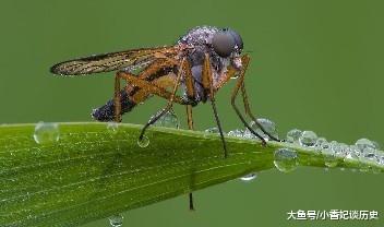 蚊子可以飞多高
