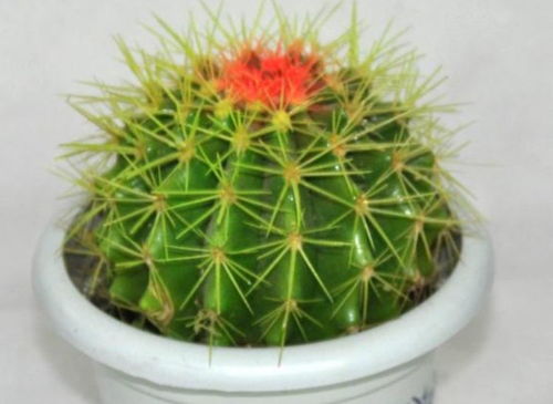 仙人掌科花卉有哪些
