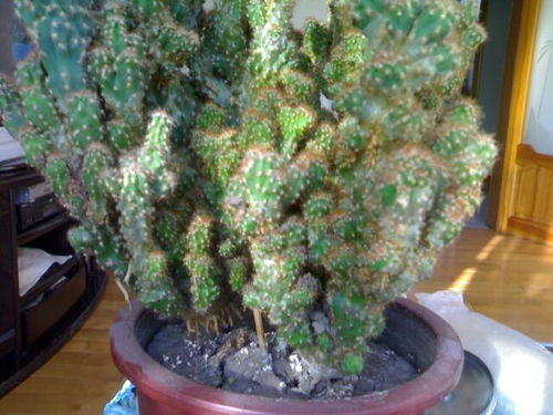 仙人掌科植物大全
