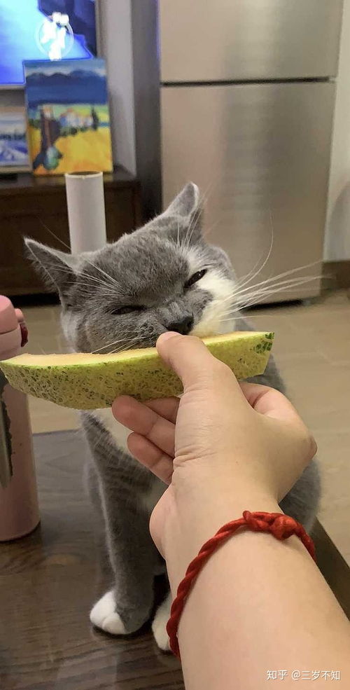猫能吃哈密瓜吗
