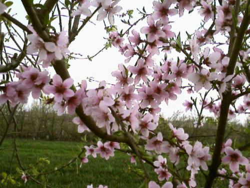 桃花在什么季节开放
