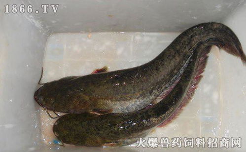 大口鲶鱼和土鲶鱼有什么区别?