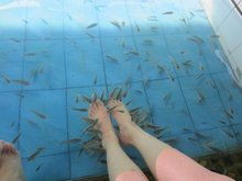 那种吃死皮的鱼是什么鱼?