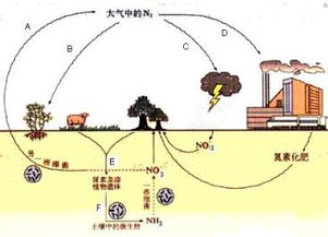 生物固氮
