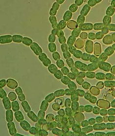 生物固氮是什么?