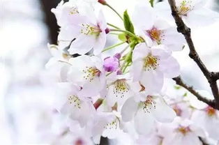 梅花和桃花的区别是什么?