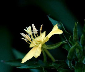 夜香花
