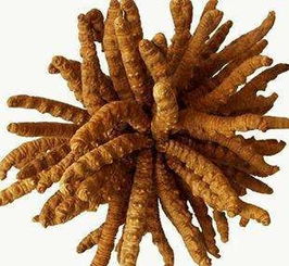 冬虫夏草一根大概多少钱?