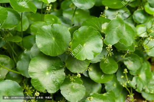 香菇草怎么养