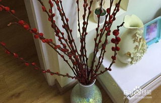 银柳花怎么养