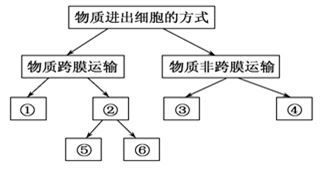 质壁分离实验步骤